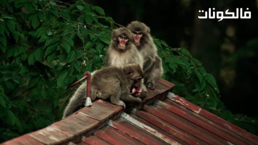 فيلم Wild Tokyo 2020 وايلد طوكيو موقع فاصل اعلاني